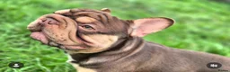 French Bulldog dogs for sale: Rojo and tan french bulldog  - Advert 7