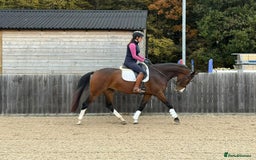 English Warmblood horses for sale: Darcy - Excellent BE prospect - Image 3
