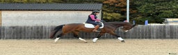 English Warmblood horses for sale: Darcy - Excellent BE prospect - Advert 4