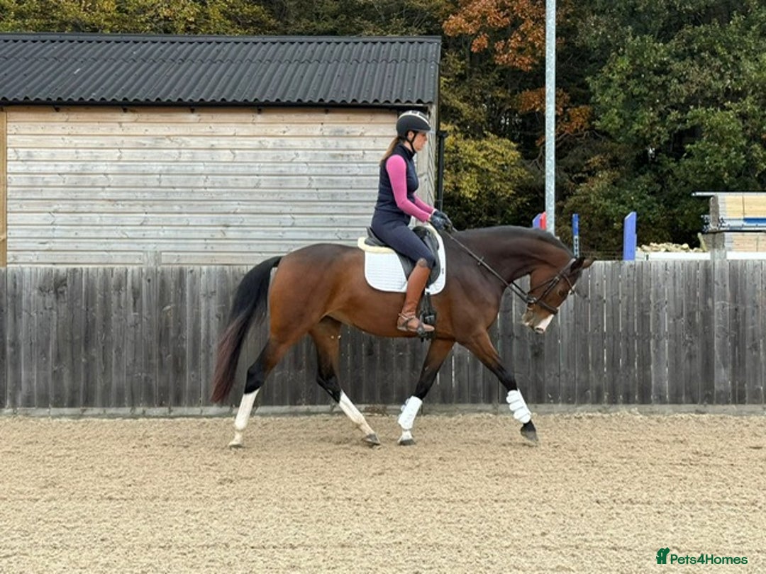 English Warmblood horses for sale: Darcy - Excellent BE prospect - Image 3