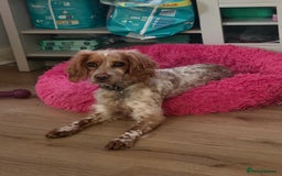 Cockapoo dogs for sale: Female cockerpoo - Image 5