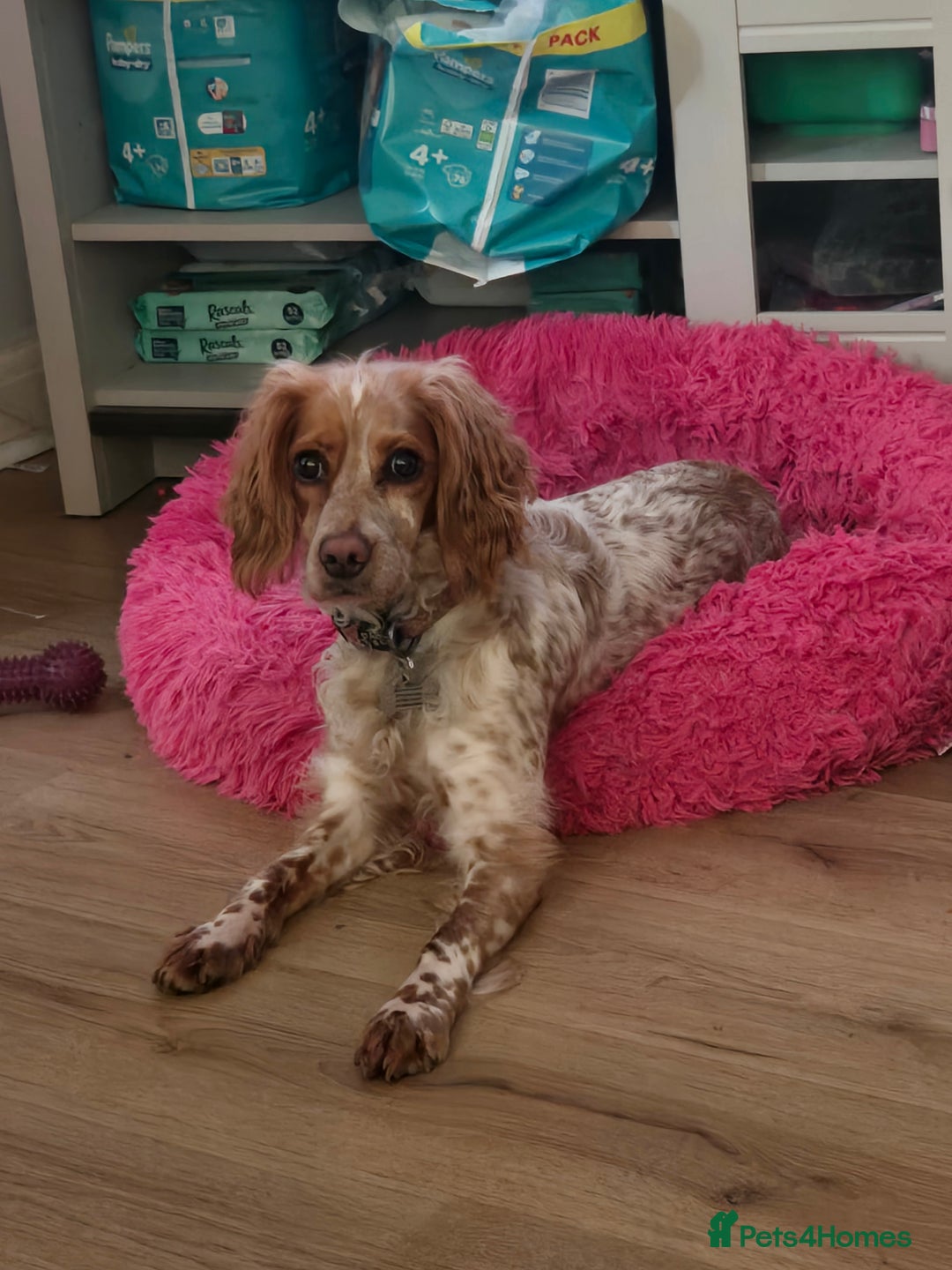 Cockapoo dogs for sale: Female cockerpoo - Image 5