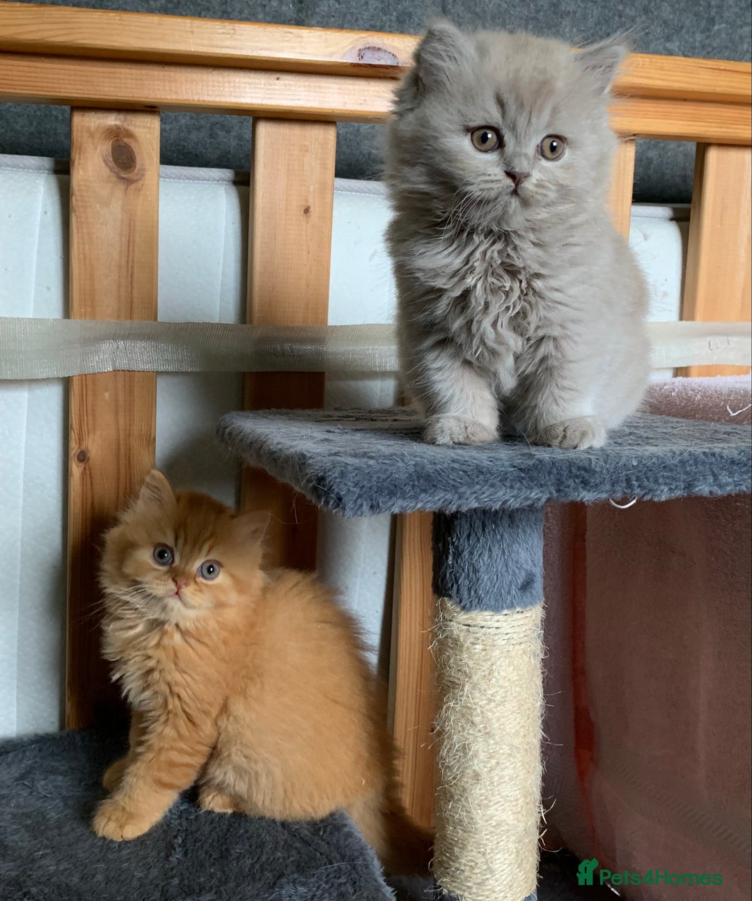 British Longhair cats for sale: BRIRISH long hair kittens - Image 13