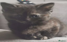 Persian cats for sale: Beautiful  silver shaded chinchilla Persian x bsh - Image 5