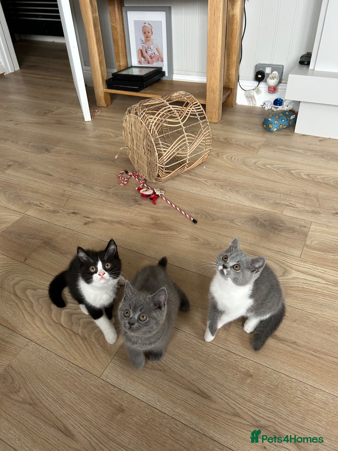 British Shorthair cats 💥READY NOW 💥 LAST 2 BSH KITTENS - Advert 2