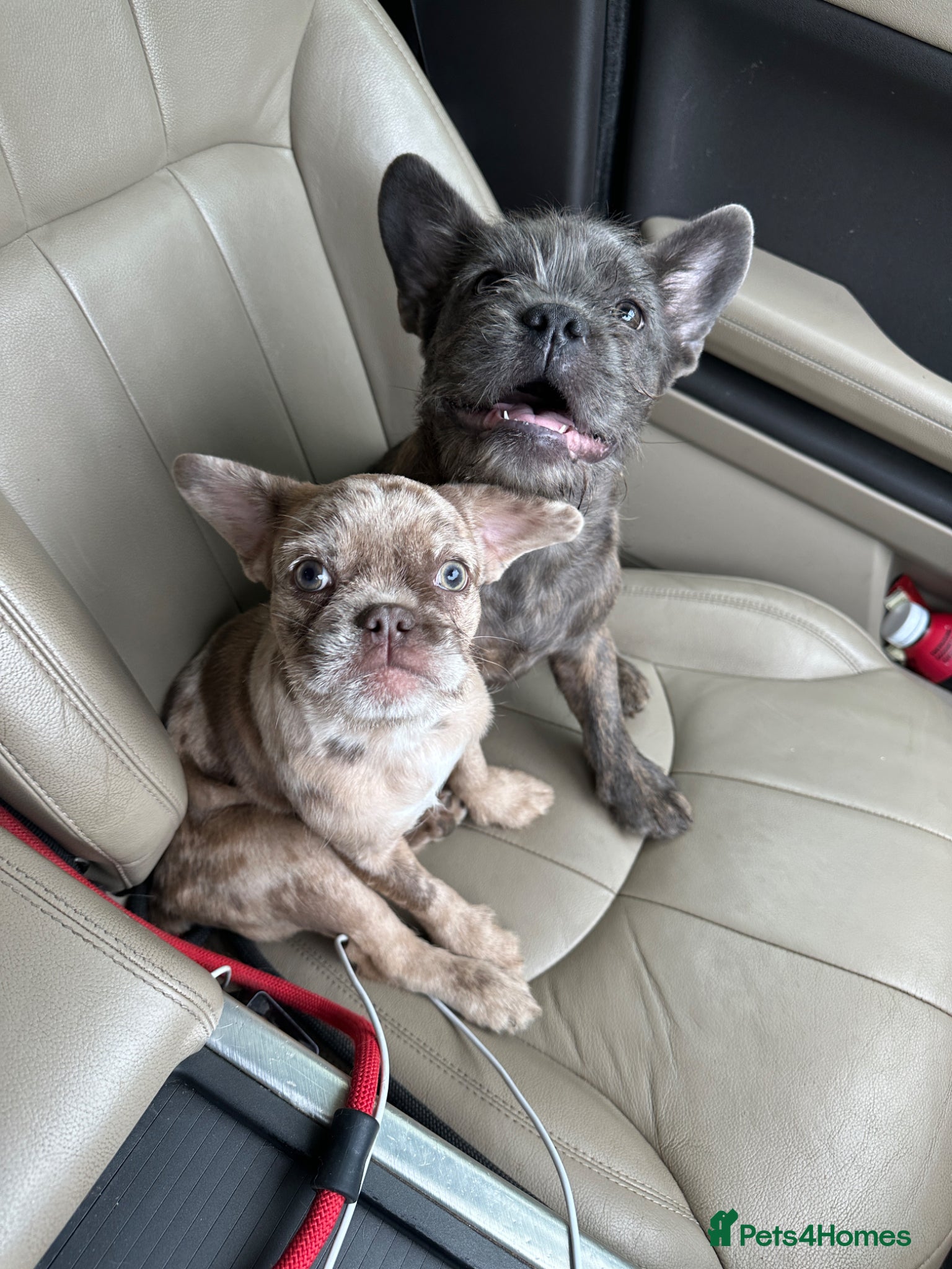 French Bulldog dogs for sale: Final reductions,last 3 micro frenchies. Ready now - Advert 3