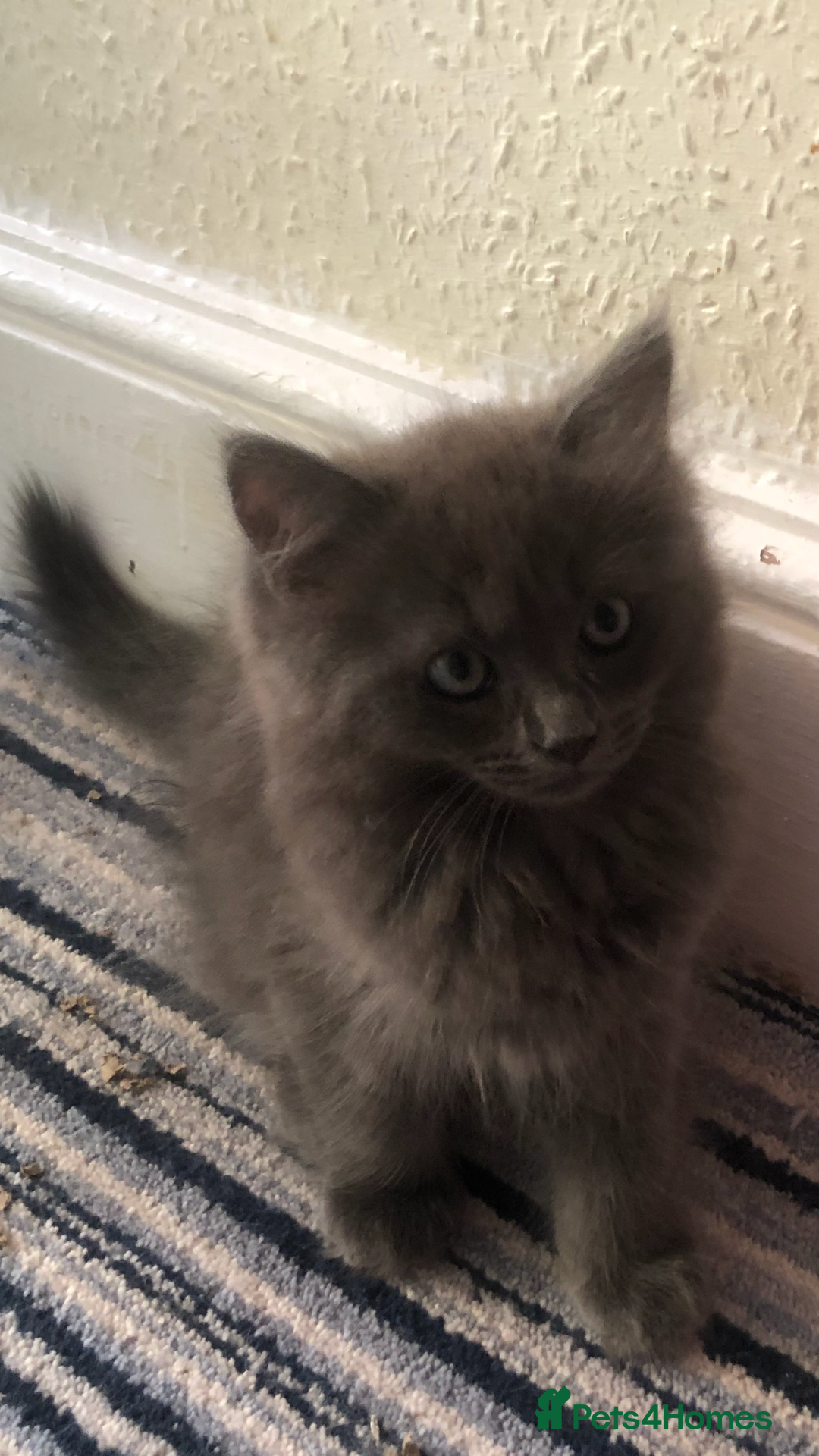 Ragdoll cats for sale: Ragdoll X Chinchilla Persian kittens for sale  - Image 5