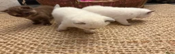 British Shorthair cats for sale: Beautiful British shorthair females  - Advert 15