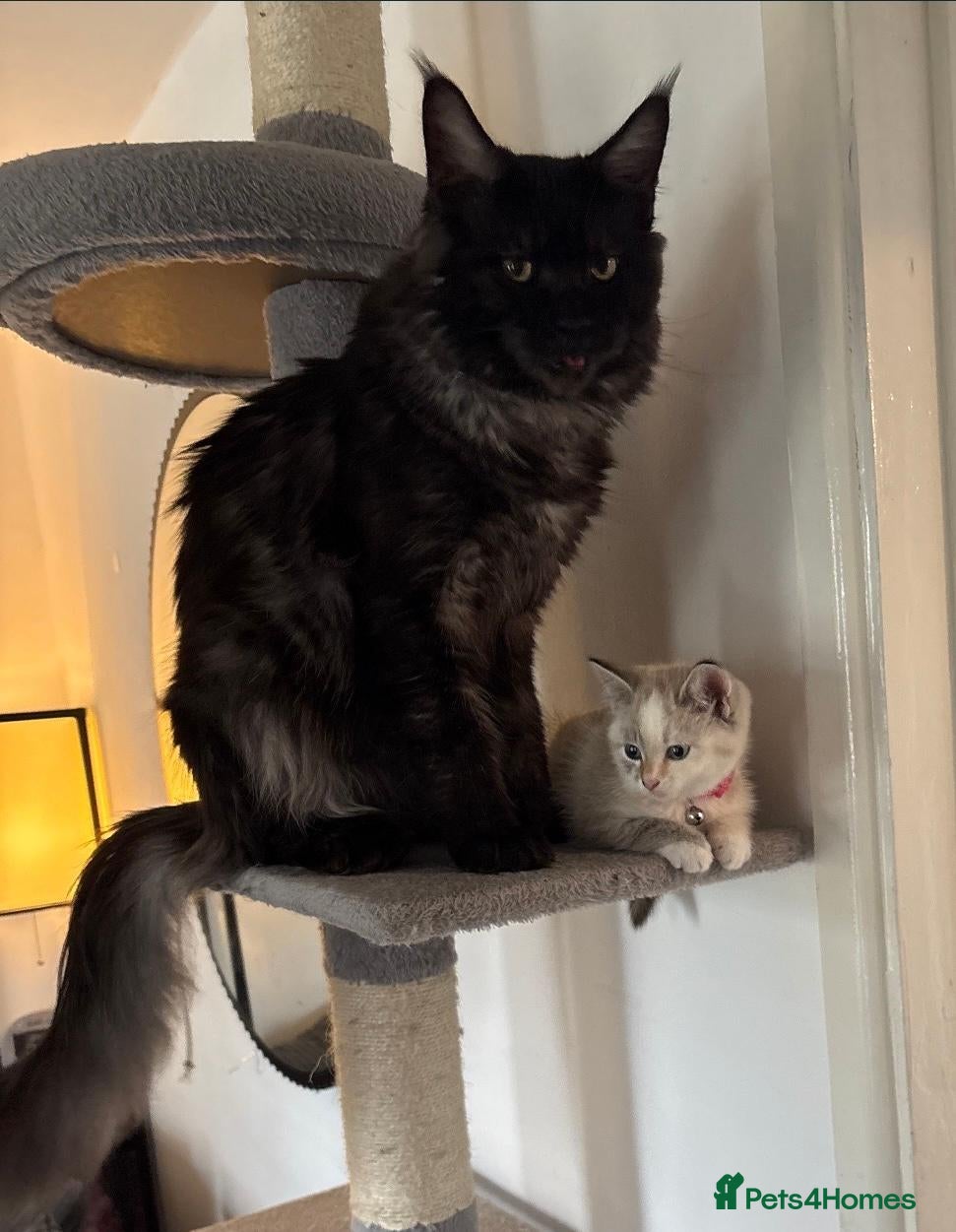Maine Coon cats 6.5kg 9 month male maincoon in Crawley - Advert 8