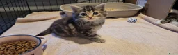 Mixed Breed cats for sale: 5 kittens *2boys**3 girls* available 31st May - Advert 6