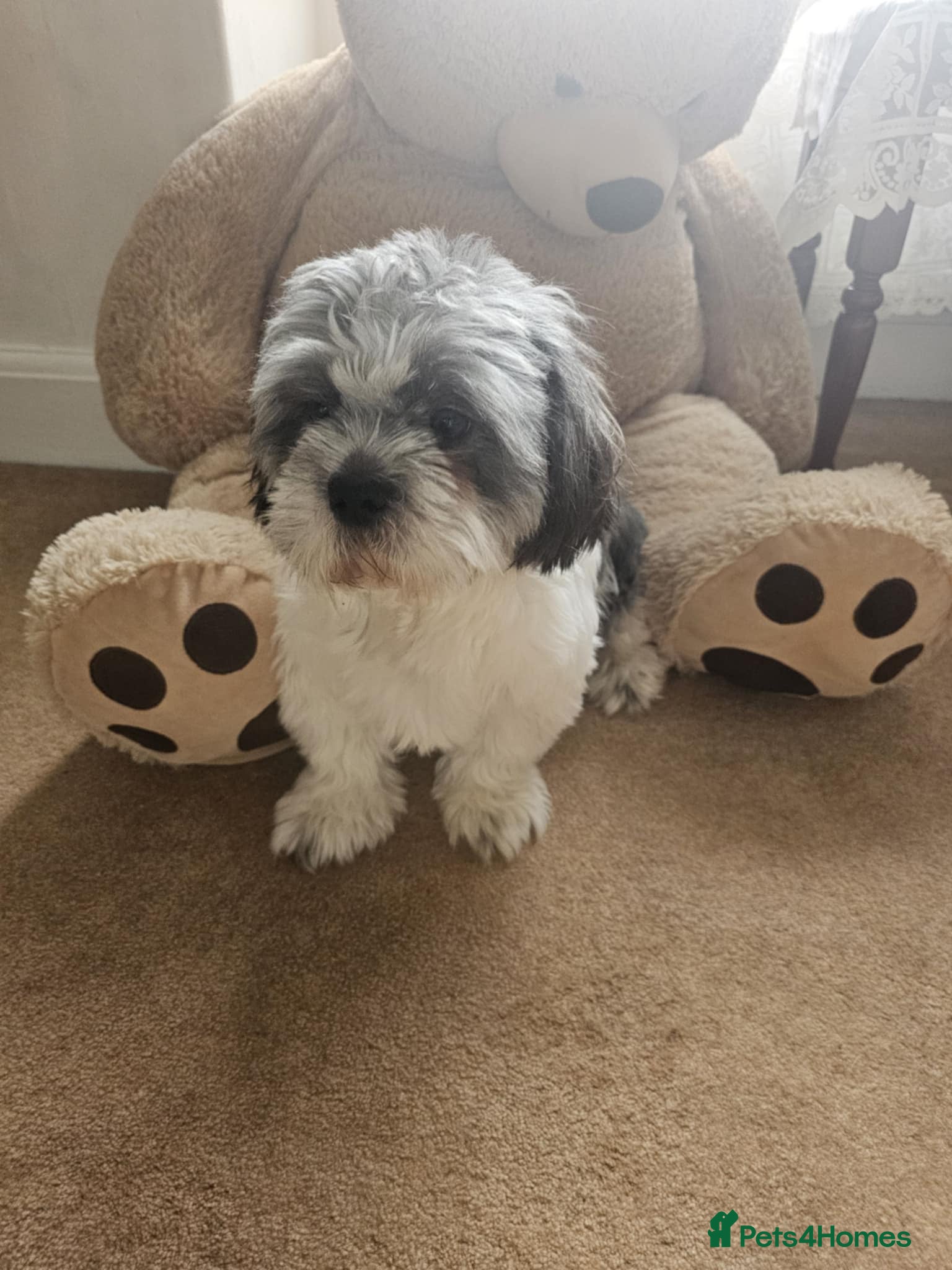 Shih Tzu dogs Stud shi tzu - Advert 1