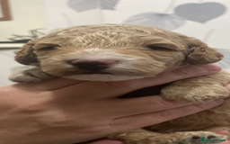 Cockapoo dogs for sale: F1b cockapoo puppies ready now - Advert 26