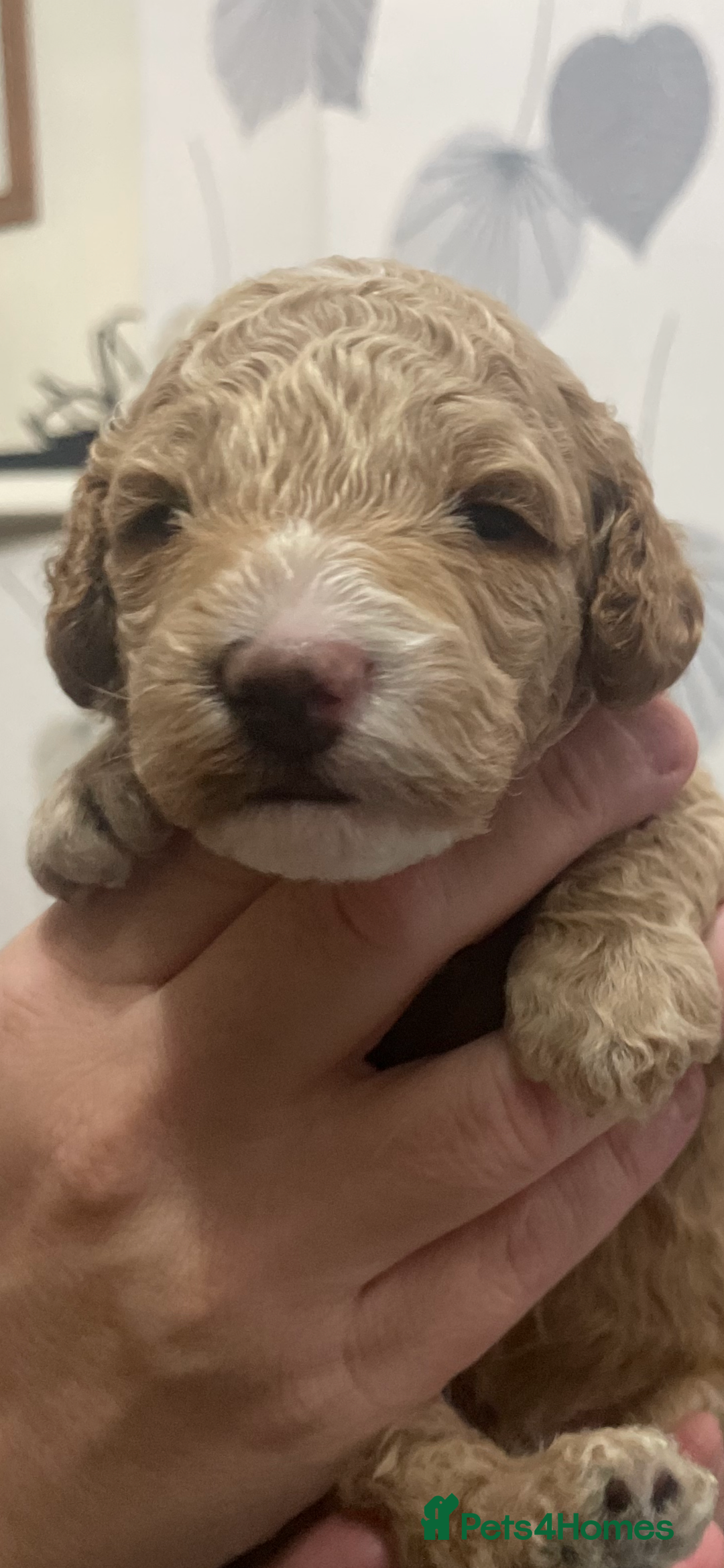 Cockapoo dogs for sale: F1b cockapoo puppies ready now - Advert 26