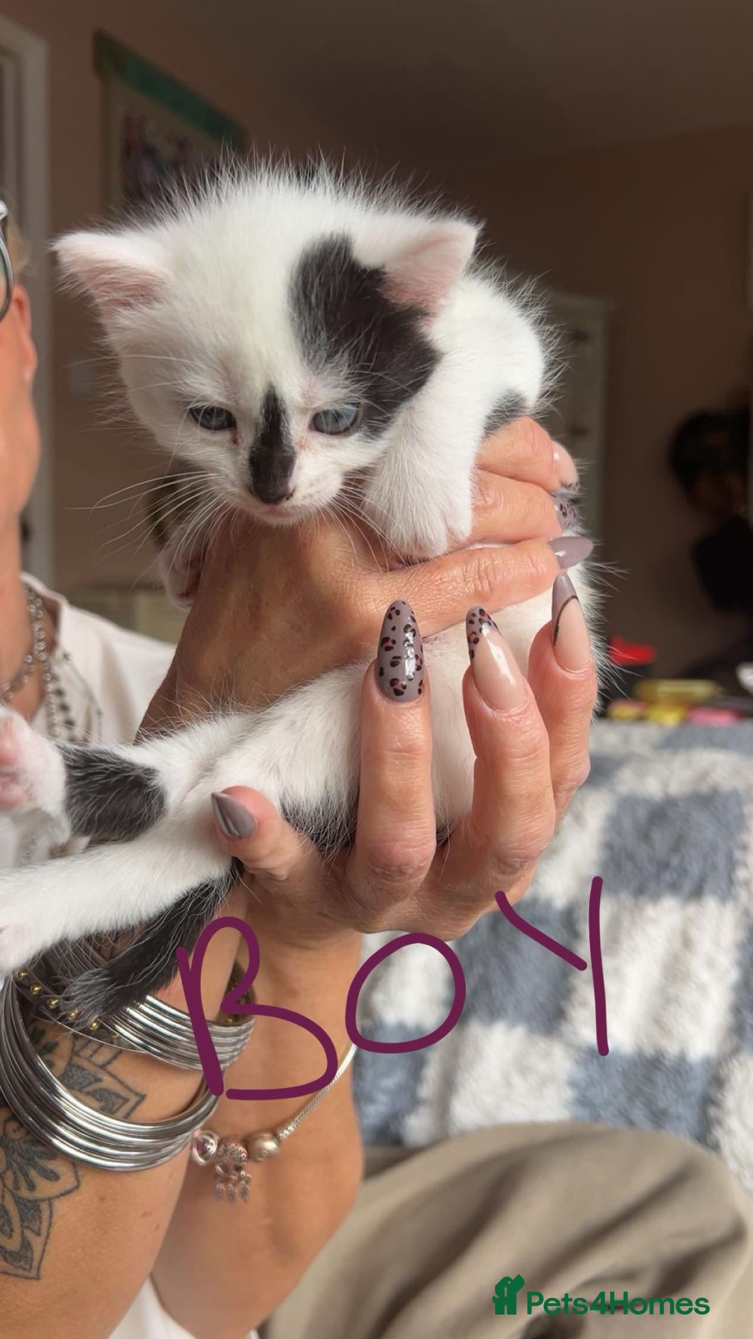 Domestic Shorthair cats Black, white and grey kittens - Advert 1