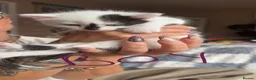 Domestic Shorthair cats for sale: Black, white and grey kittens - Advert 1