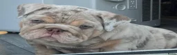 English Bulldog dogs for sale: Lilac & tan merle girl English bulldog ready now - Advert 5