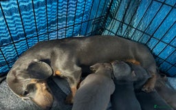 Miniature Dachshund dogs for sale: LOVELY MINIATURE DACHSHUND PUPPIES - Image 2