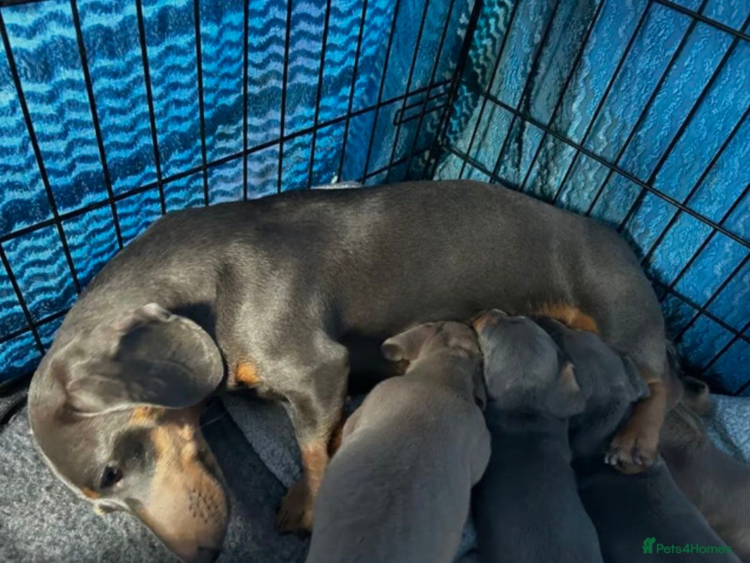 Miniature Dachshund dogs for sale: LOVELY MINIATURE DACHSHUND PUPPIES - Image 2