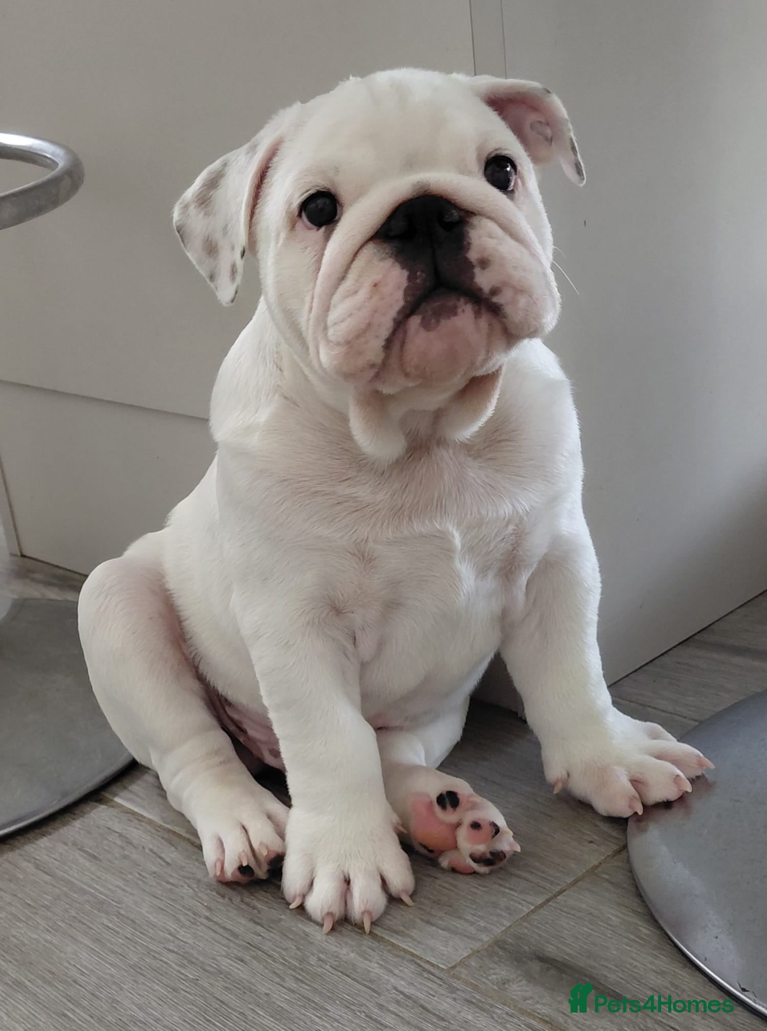English Bulldog dogs English Bulldog Puppies Loving Homes Wanted 🐾 - Advert 1