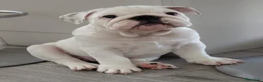 English Bulldog Puppy 1