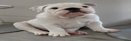 English Bulldog dogs for sale: English Bulldog Puppies Loving Homes Wanted 🐾 - Advert 2