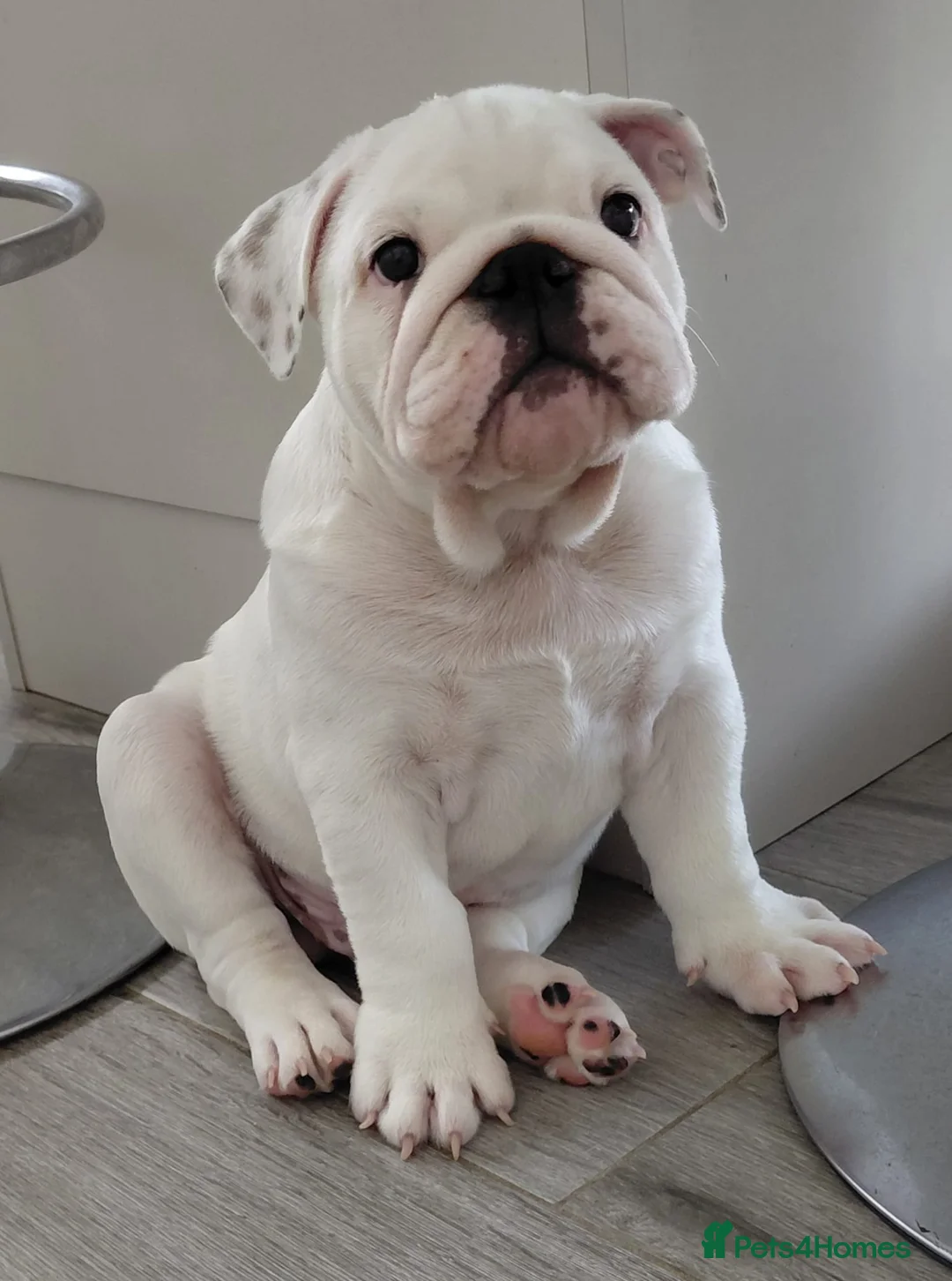 English Bulldog dogs for sale: English Bulldog Puppies Loving Homes Wanted 🐾 - Advert 2