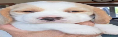 Beagle Bitch