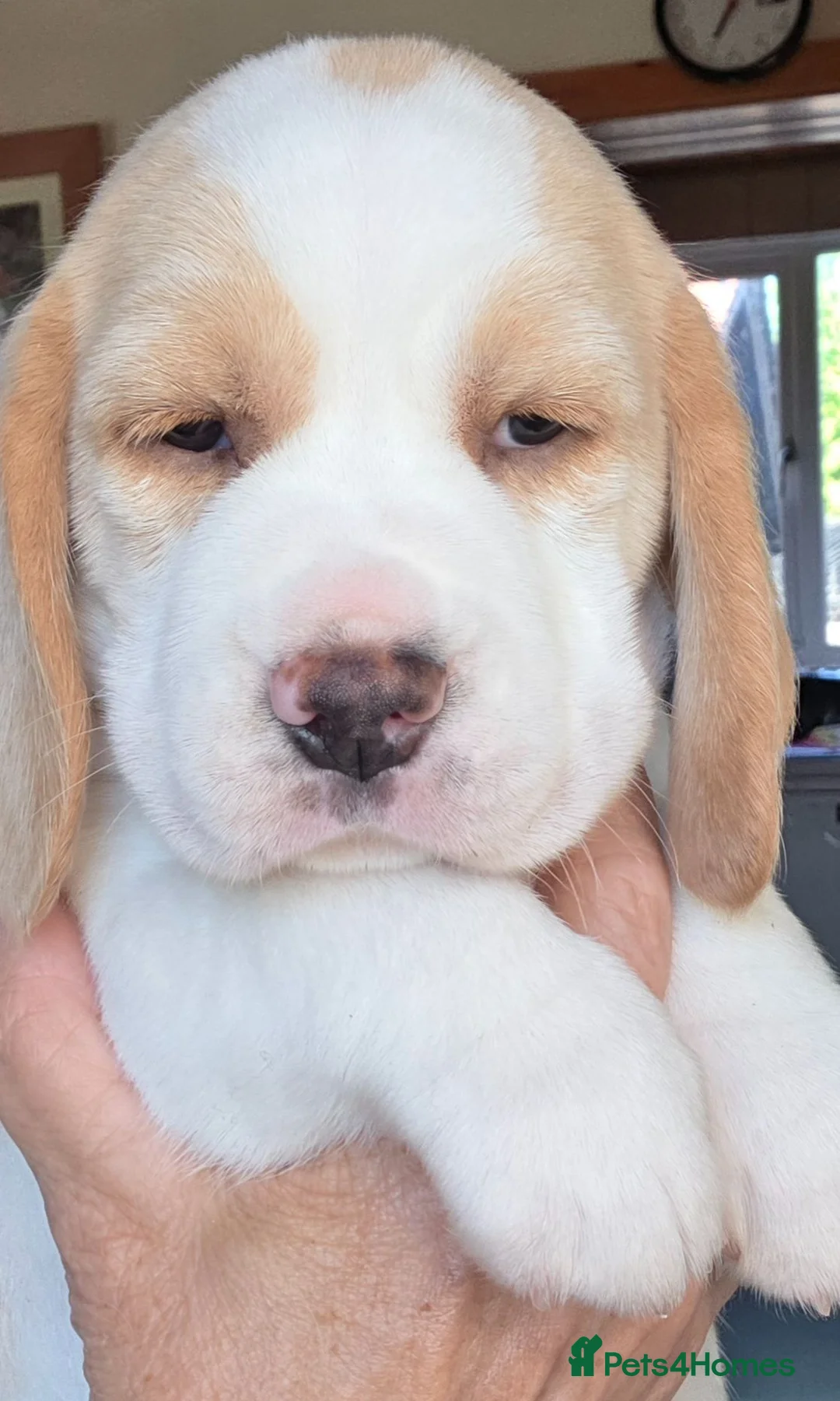 Beagle dogs for sale: Beagle Puppies For Sale - Advert 4