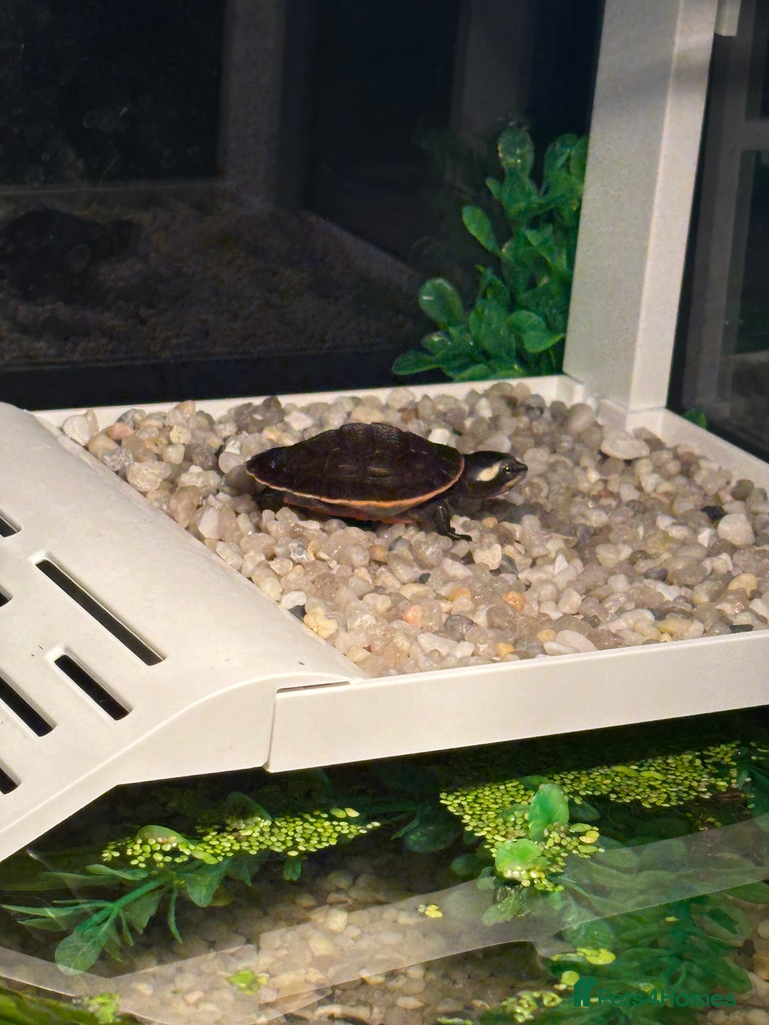 Turtle reptiles for sale: Baby pink bellied side neck turtle - Image 6