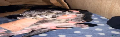 Mixed Breed 2