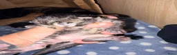Mixed Breed cats for sale: 4 maincoon cross tabby kittens  - Advert 6