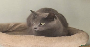 Russian Blue cats - Advert 16