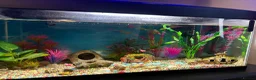 Other/Mixed Breed fish for sale: Fish tank 60L with 4 fish and 1 shrimp - Advert 2