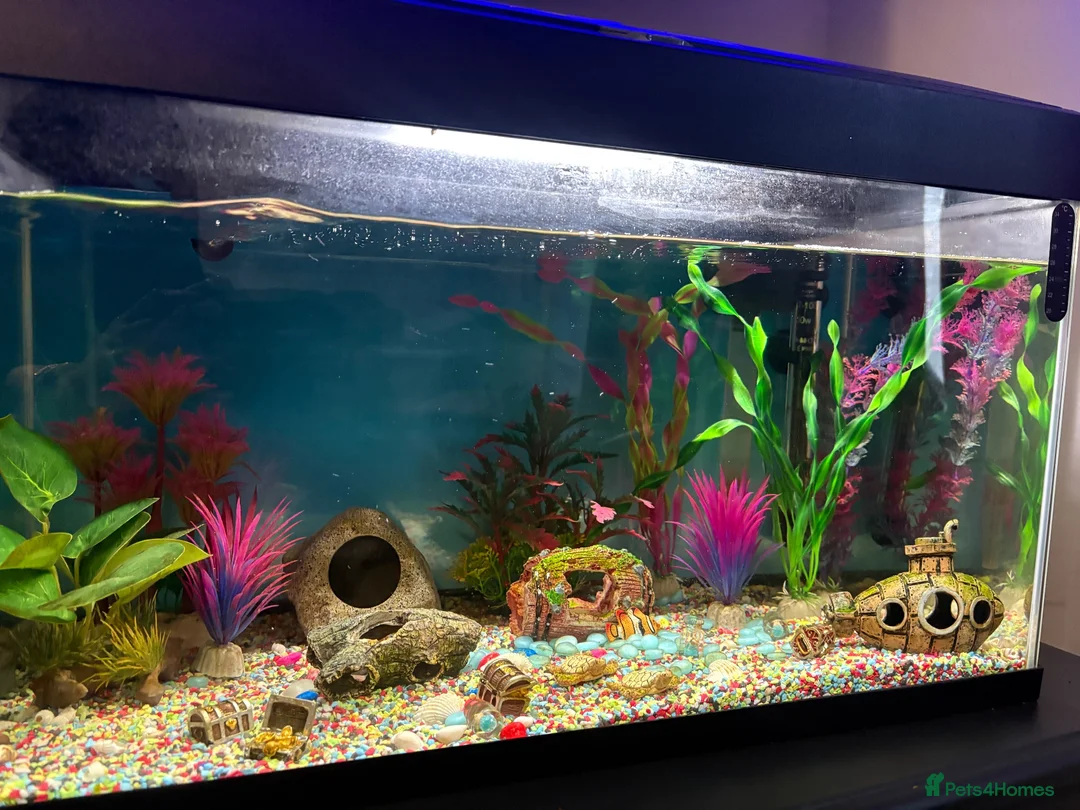 Other/Mixed Breed fish for sale: Fish tank 60L with 4 fish and 1 shrimp - Advert 2