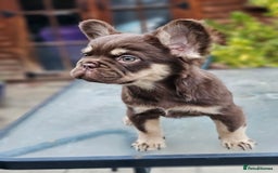 French Bulldog dogs for sale: Chocolate Rojo tan fluffy French bulldog  - Image 16
