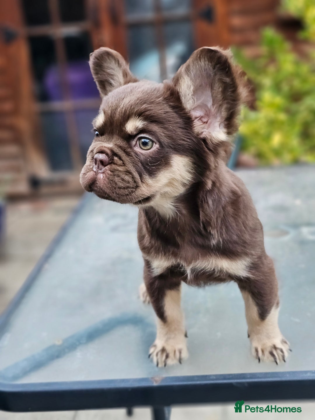 French Bulldog dogs for sale: Chocolate Rojo tan fluffy French bulldog  - Image 16