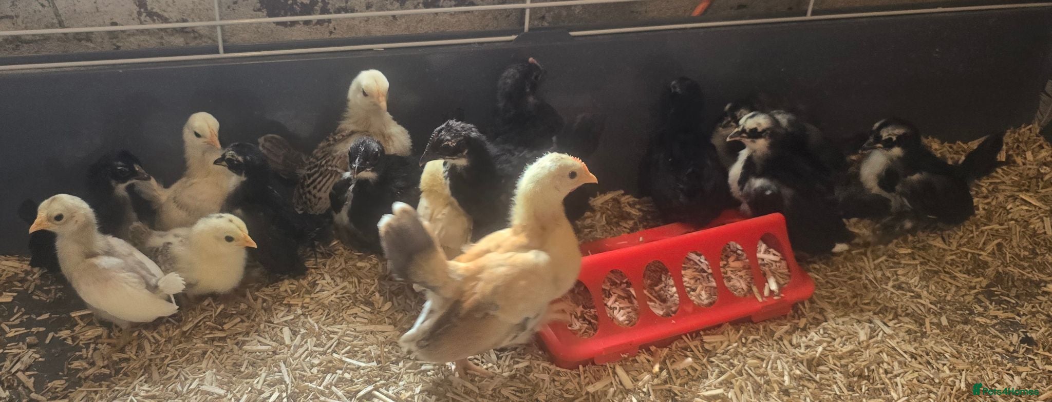 Chickens poultry for sale: Serama chicks - Advert 2