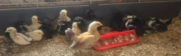 Chickens poultry for sale: Serama chicks - Advert 1