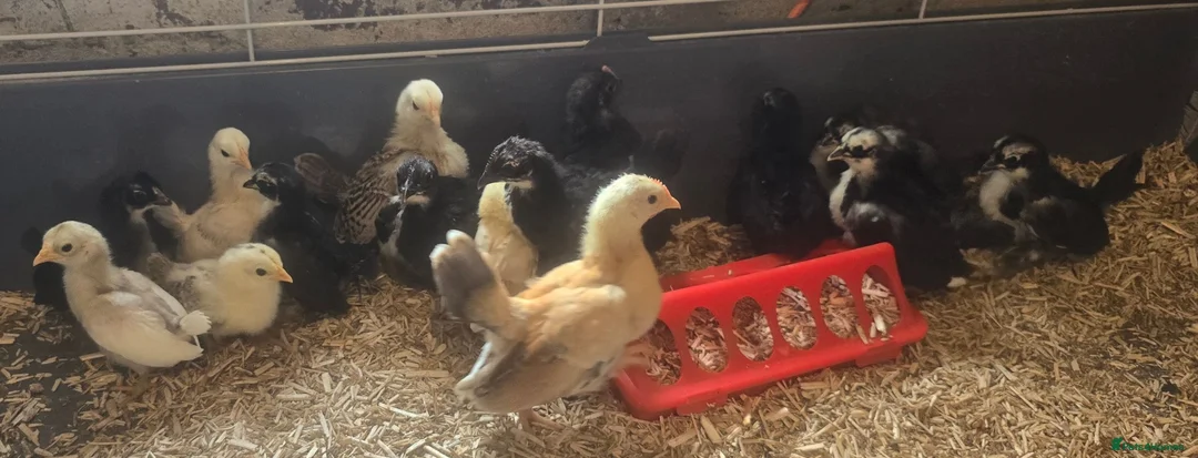 Chickens poultry for sale: Serama chicks - Advert 1