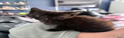 Mixed Breed cats for sale: Kittens available  - Advert 2