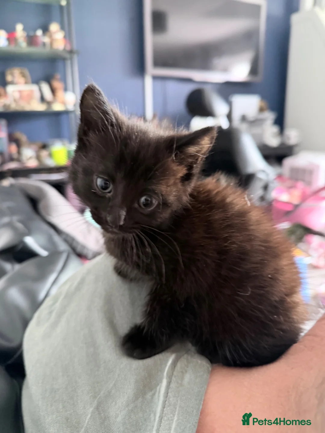 Mixed Breed cats for sale: Kittens available  - Advert 2