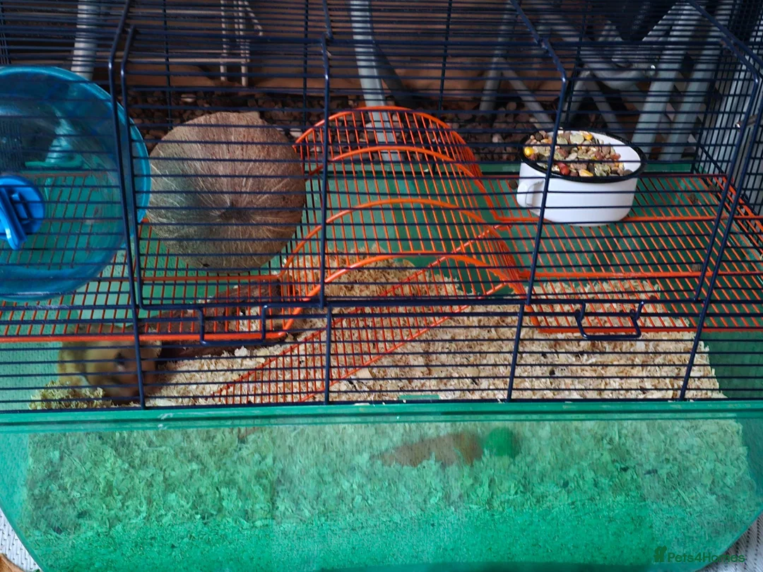 Hamster rodents for sale: Friendly Syrian Hamster – Healthy & Well Handled in Windsor - Advert 7