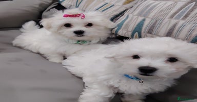 Maltese dogs - Advert 9