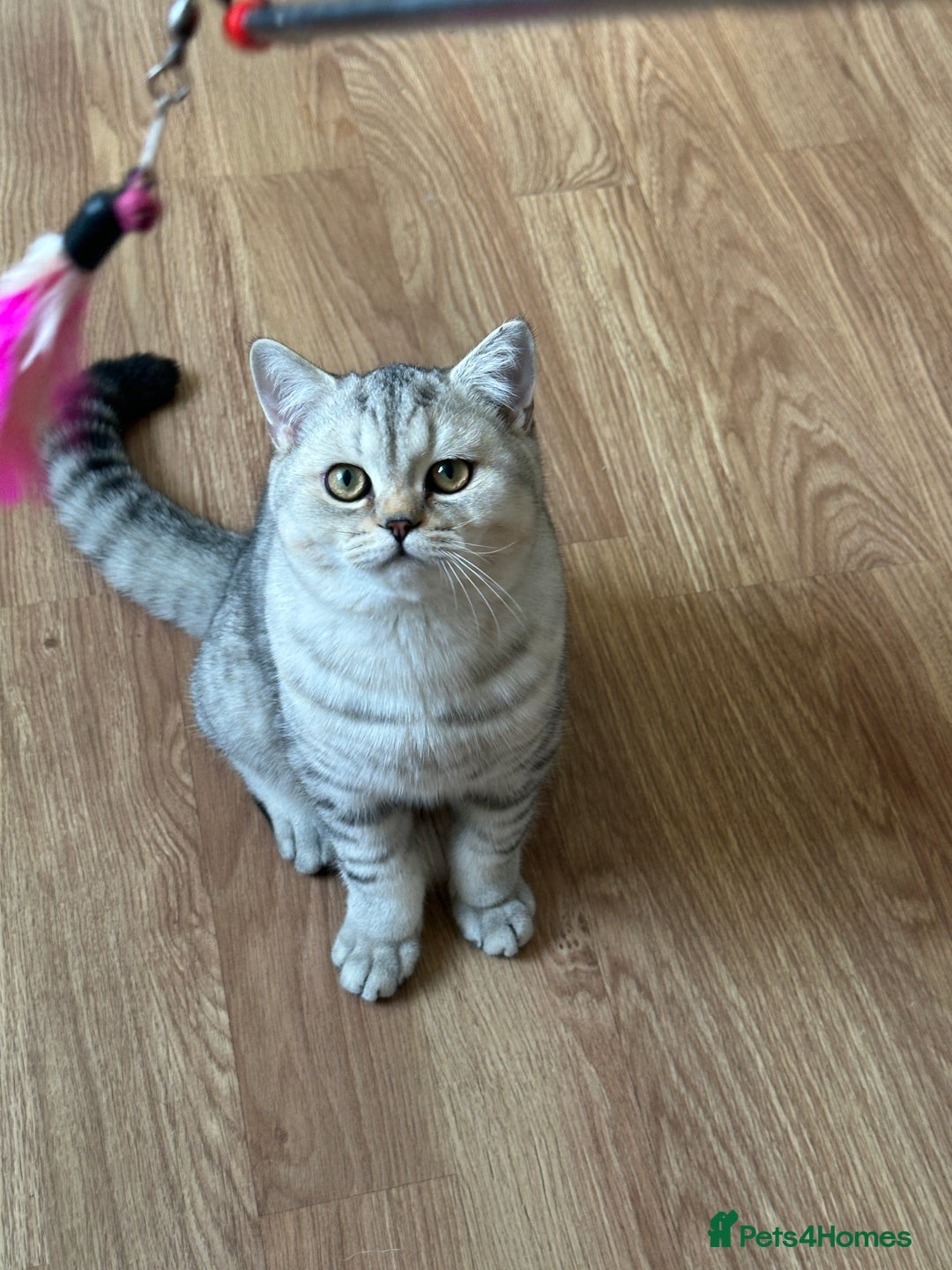 British Shorthair cats for sale: Gorgeous British Longhair & Shorthair Kittens - Advert 34