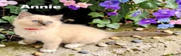 Ragdoll cats for sale: Stunning fluffy blue-point ragdoll female kittens  - Advert 12