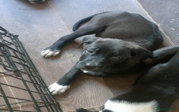 Mixed Breed dogs for sale: Puppies - Image 13
