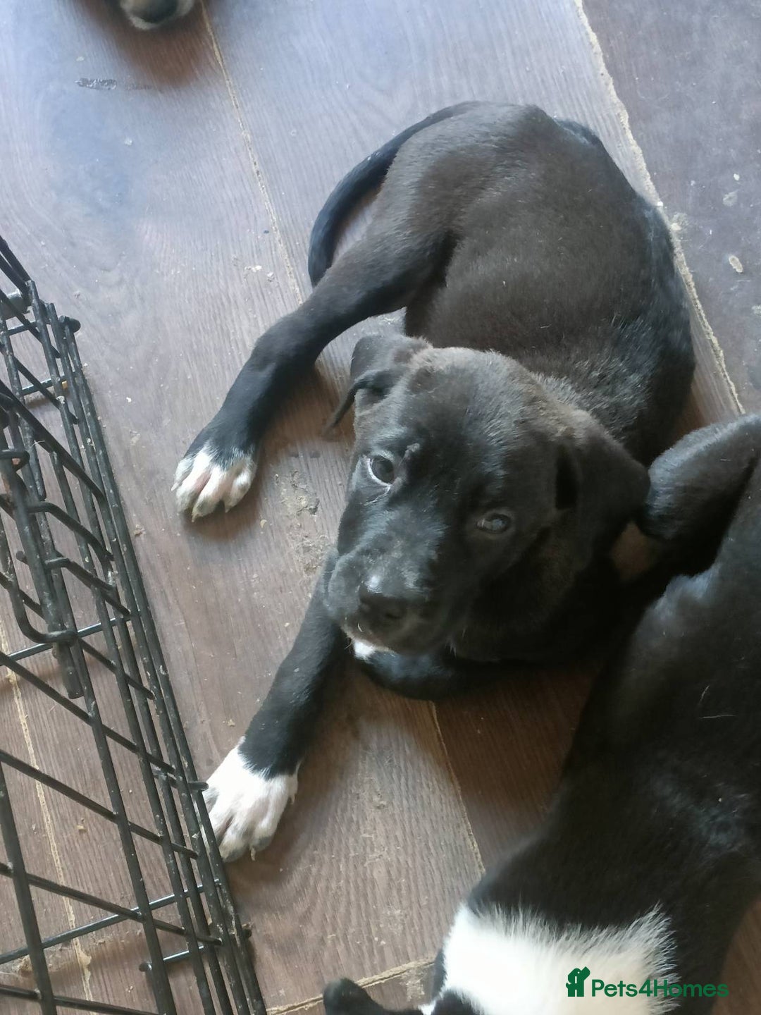 Mixed Breed dogs for sale: Puppies - Image 13