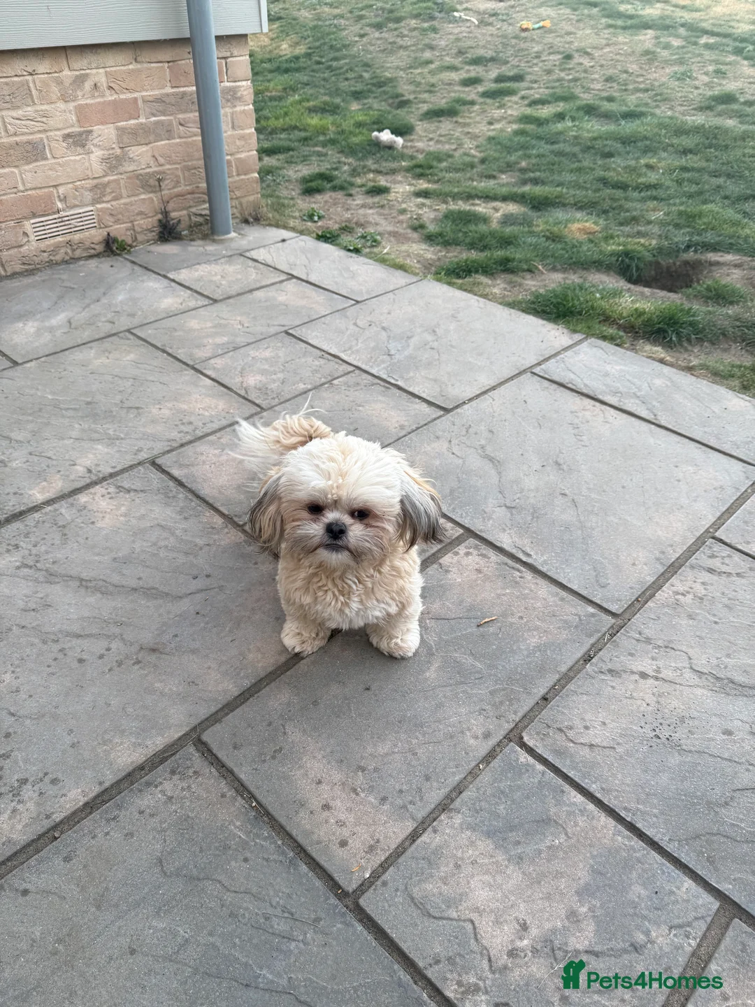 Shih Tzu dogs for sale: Beautiful Shih Tzu Female - Advert 3