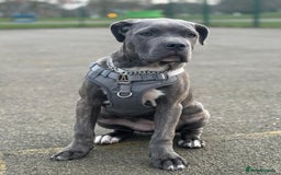 Cane Corso dogs for sale: Chunky Cane Corso Cross Pups – Ready Next Week! - Image 34