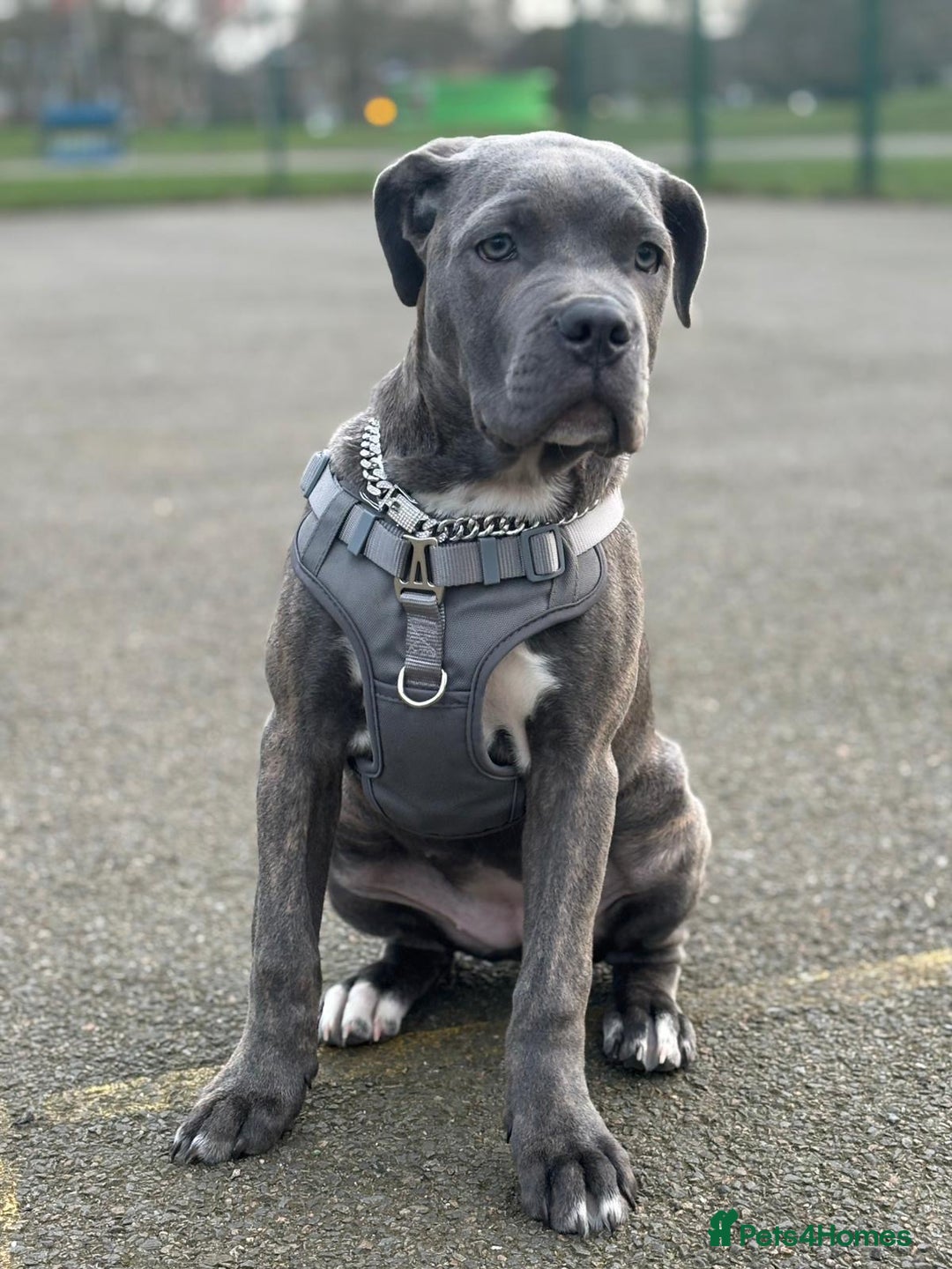 Cane Corso dogs for sale: Chunky Cane Corso Cross Pups – Ready Next Week! - Image 34